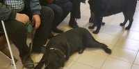 Суд в Петербурге разрешил в метро ездить с собаками-поводырями без намордников 