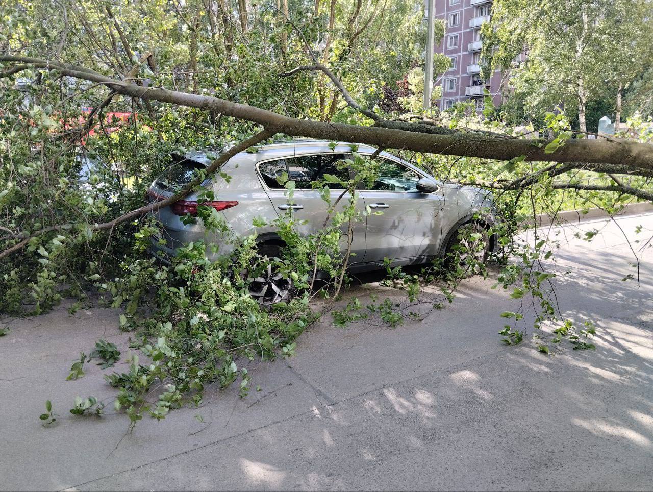 Припаркованные машины во дворах Петербурга пострадали из-за сильного ветра