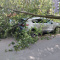 В Петербурге ветер начала валить деревья на машины
