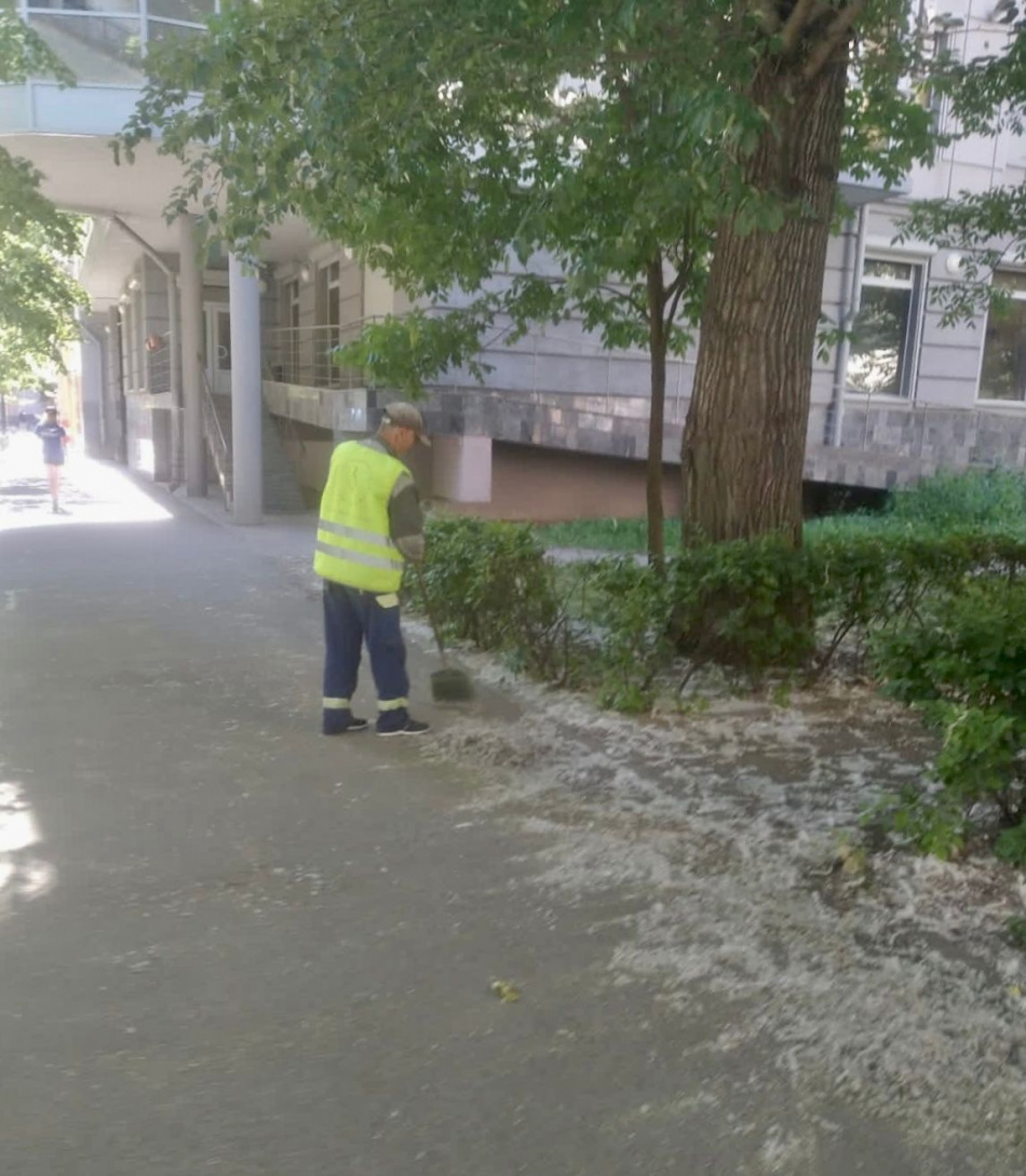 Петербуржцев призывают не поджигать тополиный пух | 20.06.2023 |  Санкт-Петербург - БезФормата