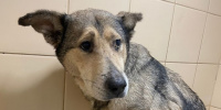В Колпино спасли собаку, которая три года прожила в подвале 