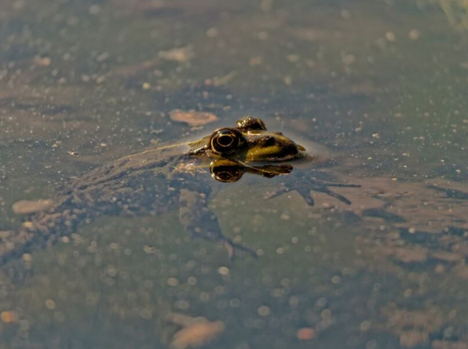 «Сестрорецкое болото» приглашает волонтёров для помощи жабам