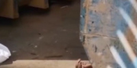 Жители Кудрово испугались торчащих из-за мусорки человеческих ног