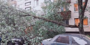 Ветка дерева из-за ветра упала на пенсионерку в Петербурге