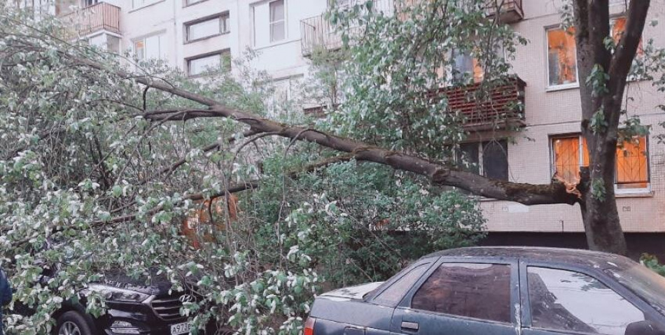 Ветка дерева из-за ветра упала на пенсионерку в Петербурге