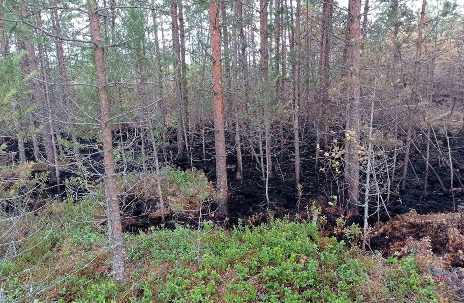 Тело без вести пропавшей девушки нашли в лесу под Гатчиной