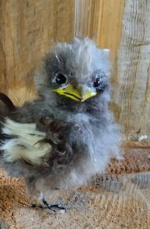 Воробьишко