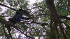 Спасатели сняли застрявшую на дереве домашнюю кошку в Тосно