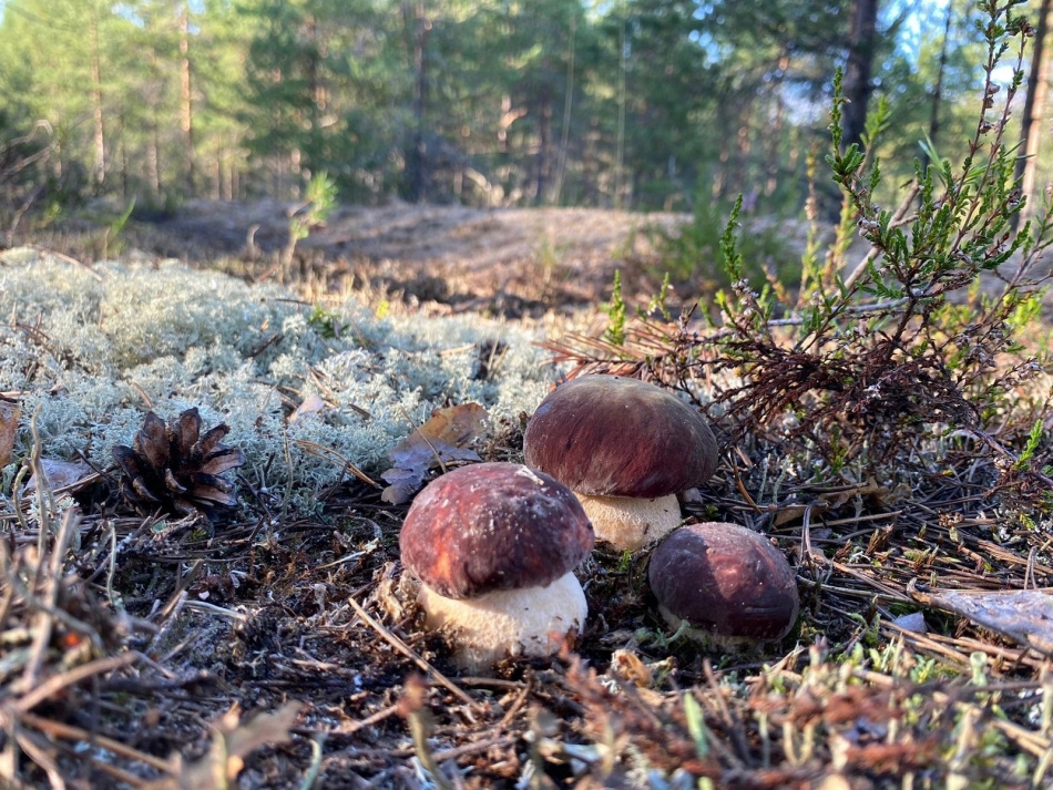 Стало известно, куда можно отправиться за грибами весной