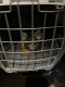 В Москве пассажиры оставили своего котенка, на помощь хвостатому пришли сотрудники аэропорта Жуковский