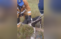 Спасатели вызволили скулящую собаку из колодца в Лодейном Поле
