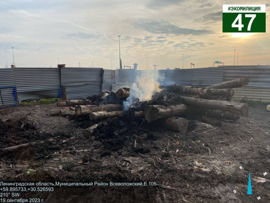 У КАД в Кудрово незаконно жгли древесину