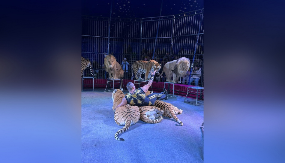 Новый сезон цирка на Фонтанке открыла тигрица Маруся