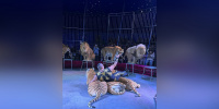 Новый сезон цирка на Фонтанке открыла тигрица Маруся