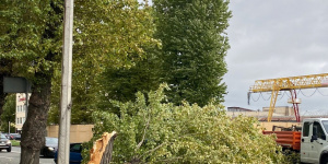 Поваленные деревья, перевернутые урны: Леус о последствиях сегодняшнего порывистого ветра в Петербурге