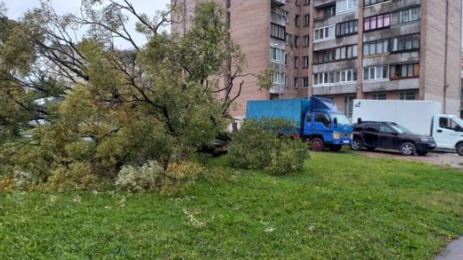 Шторм в Петербурге повалил 150 деревьев на выходных