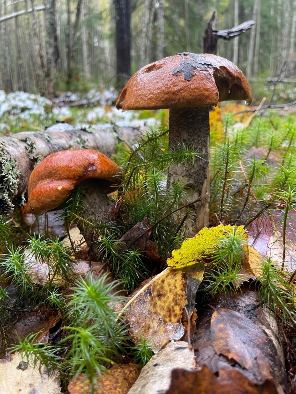 "Максимальный уровень сложности сбора": В лесах под Петербургом находят грибы под снегом