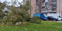 Шторм в Петербурге повалил 150 деревьев на выходных