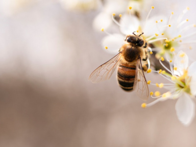 Фото Интерактивное занятие Пчелиный рой