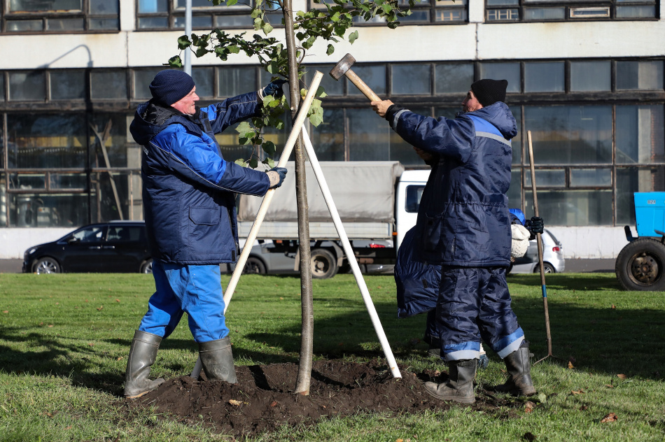 В Петербурге высадят дубы из Испании