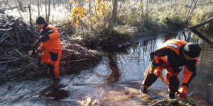 Спасатели разобрали плотины бобров в Ленобласти