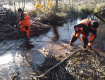 Спасатели разобрали плотины бобров в Ленобласти