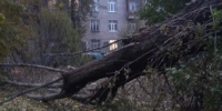 Петербуржцы рассказали про упавшее на пешеходную дорогу дерево на Автовской улице