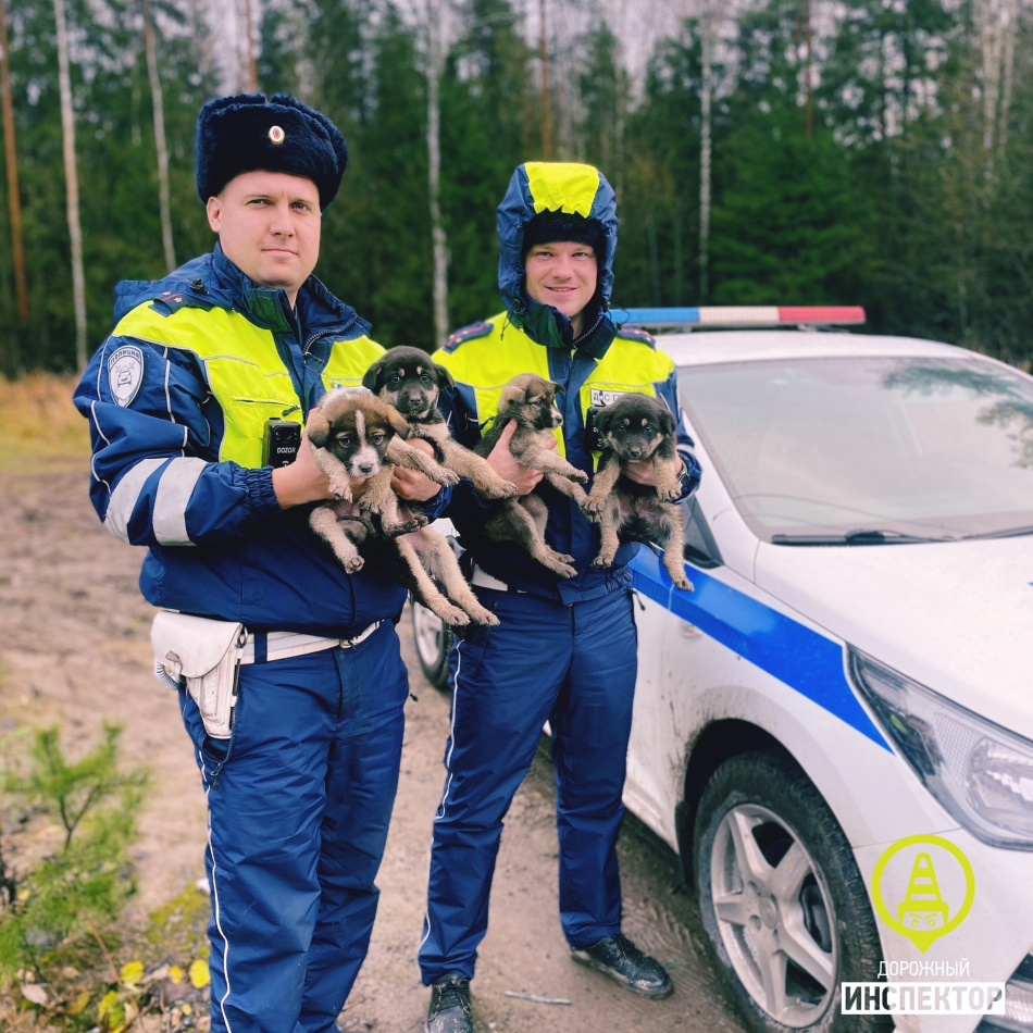 На Горском шоссе щенки взяли экипаж ГИБДД в «пушистое окружение» |  02.11.2023 | Санкт-Петербург - БезФормата