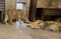 В Ленинградском зоопарке показали осенние активности львиной пары Адама и Таисии