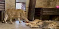 В Ленинградском зоопарке показали осенние активности львиной пары Адама и Таисии