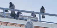 Полярная сова навестила жителей Мурино