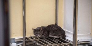 В воздуховодах гардероба Эрмитажа почти два месяца жил кот