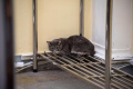В воздуховодах гардероба Эрмитажа почти два месяца жил кот