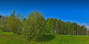 Шуваловский лес в Петербурге могут вывести из зоны застройки