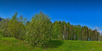 Шуваловский лес в Петербурге могут вывести из зоны застройки