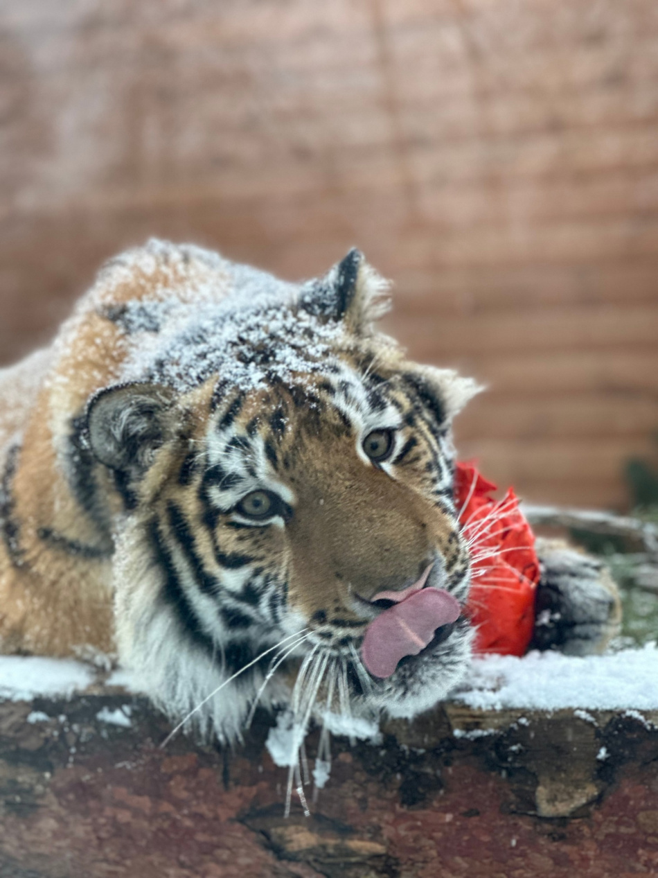 Очаровательный тигренок Зевс из Ленинградского зоопарка готовится к Новому году