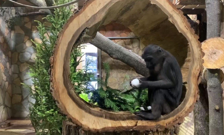 Новый вольер подарили черному макаку в Ленинградском зоопарке — видео