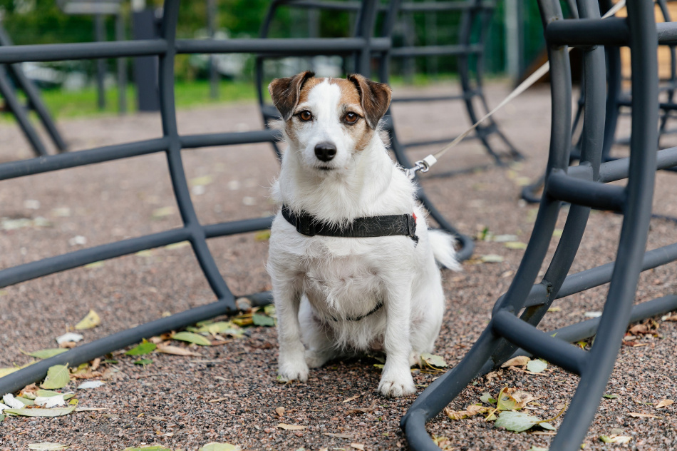 Стало известно, где в Петербурге в 2024 году обустроят площадки для собак