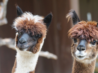 Фото Прогулка с Альпака в сопровождении Зоотехника Фото Прогулка с Альпака в сопровождении Зоотехника