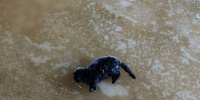 Под Ириновским мостом спасли вмерзшую в лед кошку