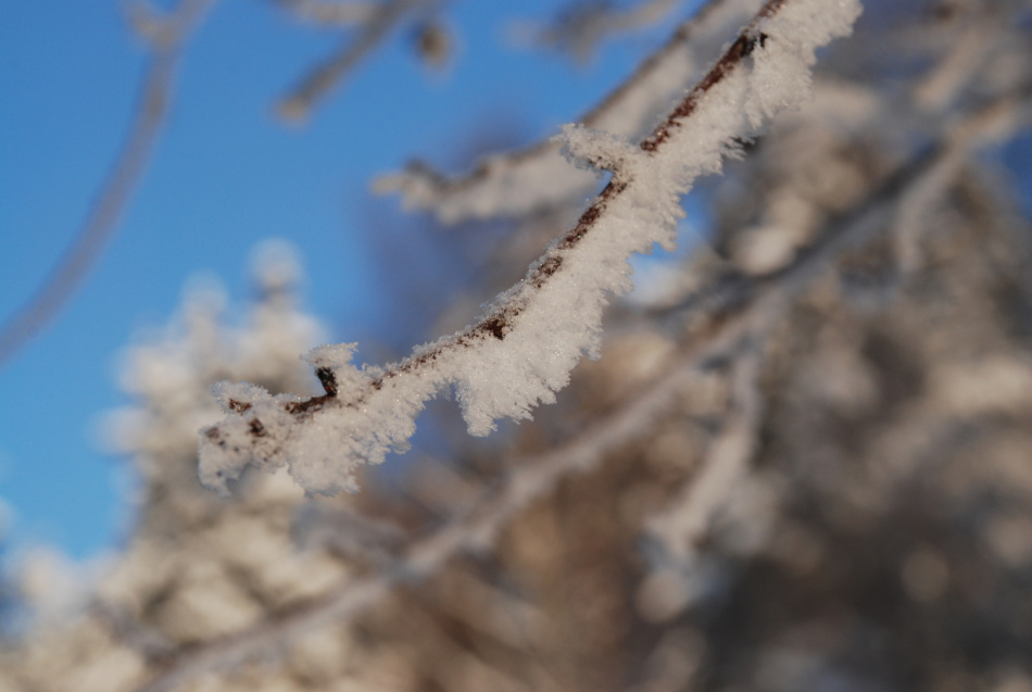 В первой половине января в Москве среднесуточная температура воздуха составила -15,8 гр