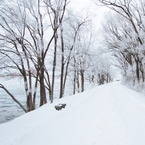 Чемпионат и Первенство ЛО по спортивному ориентированию