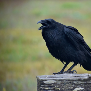 Квест "По По"