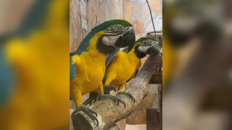 Очень любопытных сине-желтых попугаев показали в Ленинградском зоопарке