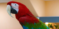 Россиянам продали продали больных СПИДом попугаев