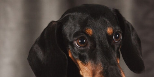 Суд разрешил спор о том, влияет ли лай собак на нервное напряжение
