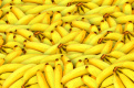 В петербургском порту среди эквадорских бананов нашли наркотики