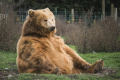 В Ленобласти проверили содержание бурых медведей