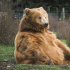 Запашный рассказал о медведе с раскритикованной в сети фотосессии МакSим