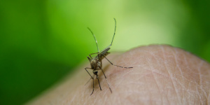 Стало известно, кого комары кусают чаще всего